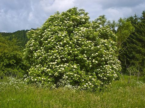 Wild Elderberry Info, History & Medicinal Uses Elderberry Tree, Eucalyptus Deglupta, Elderberry Plant, Sambucus Nigra, Hedging Plants, Magical Tree, Tree Seeds, Monty Python, Valerian