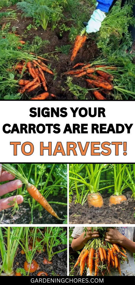 Ready to Harvest: Signs Your Carrots Are Perfectly Ripe! Harvesting Carrots When To, What To Do With Carrots From The Garden, How To Harvest Carrots, How To Grow Carrots, When To Harvest Carrots, Planting Carrots, Harvesting Vegetables, Growing Hacks, Harvesting Carrots