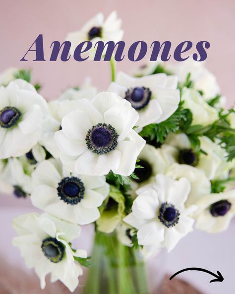 Introducing the August Flower of the Month - Anemone! Fun Facts: - They have very delicate petals - We use them primarily in wedding design - They come in a variety of colors - Anemones are native to Southern Europe and The Mediterranean Follow the link to read more on our blog: www.inbloomflorist.com/blog/august-flower-of-the-month-anemone/ or see more wedding florals on our wedding website www.eventsbyinbloom.com Flower Facts, August Flower, Anemone Wedding, Flower Of The Month, Southern Europe, Delicate Flowers, Wedding Florals, Wedding Floral, Delicate Flower