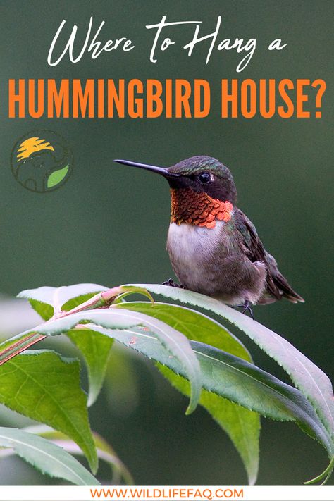 Are you confused about where to hang a humming Bird House? First of all, you should place a hummingbird house in a high place. Moreover, you have to ensure that the house or nest has shelter from rain and wind. Besides, you should not keep the house enclosed. It should be an egg-shaped house and you can place it under your roof or on a branch of a tree. #hummingbirds #birdhouse #birdfeeder #hummingbirdhouse Hummingbird Habitat, Deer Feed, Hummingbird Migration, Backyard Birds Sanctuary, Backyard Animals, Wren House, Hummingbird Nests, Hummingbird House, Crazy Bird