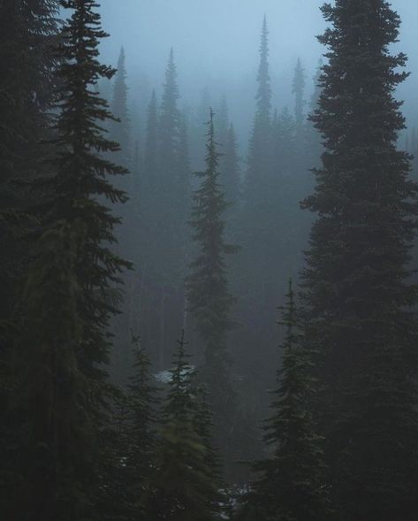 Pnw Aesthetic, Washington Nature, There And Back Again, Dark Forest Aesthetic, Pacific Northwest Travel, Forest Wood, Gothic Wallpaper, Forest Photos, Pretty Backgrounds