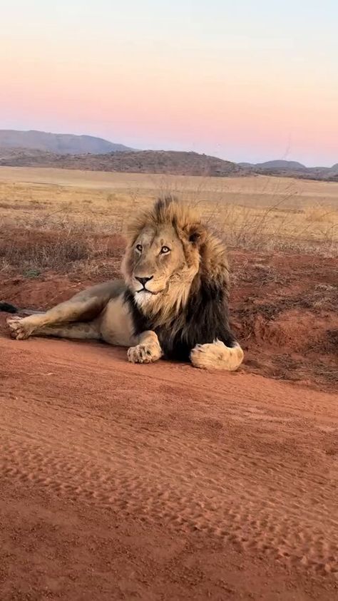 King Of The Jungle, Lion King, Low Price, South Africa, Lion, Animals, Nature