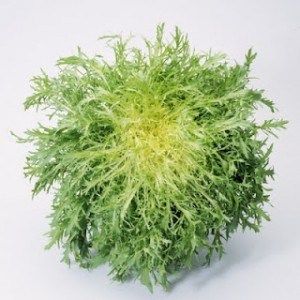 Frisee Lettuce, Curly Endive, Green Foods, Different Salads, Italian Vegetables, Pecorino Cheese, Seed Packaging, Cooking Basics, Heirloom Seeds