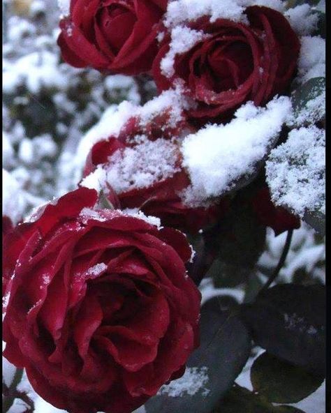 Christmas Wallpaper Aesthetic Simple, Christmas Wallpaper Aesthetic, Winter Romantic, Snow Rose, Christmas Aesthetic Wallpaper, Aesthetic Roses, Winter Rose, Rosé Aesthetic, Wallpaper Iphone Christmas