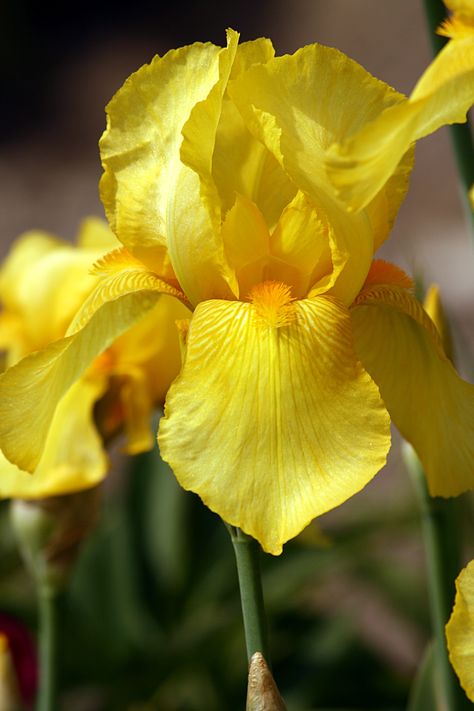 Yellow iris flowers symbolize passion Iris Flowers Yellow, Yellow Flower Photography, Yellow Iris Flower, Yellow Iris, Small Nurseries, Flower Meanings, Iris Garden, Iris Flower, Flower Stencil