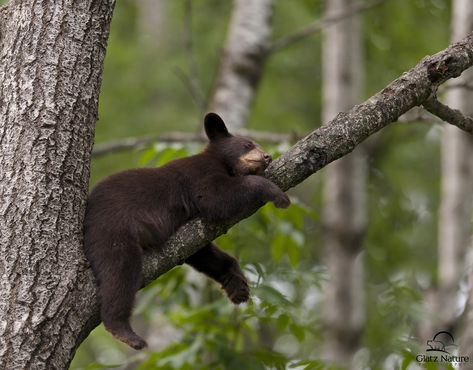 Brown-colored Black Bear cub sleeping in a tree.  Mom, also a brown-colored black bear, had previously treed her two cubs - this sleeping beauty and another brown-colored cub.  When the mother huffed for the cubs to come down, his sibling climbed down from the tree to join Mom.  This one, however, continued to snooze.  When he woke up and discovered Mom wasn't around, this cub started to cry.  Mom heard him and came back for the little guy.  Northern Minnesota. Bear Sleeping, Black Bear Cub, Bear Pictures, Bear Cub, Love Bear, Bear Wallpaper, Bear Cubs, Grizzly Bear, Animal Faces