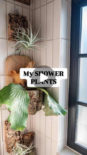 Plant For Shower Head, Walk In Shower Plants, Air Plant Bathroom, Outdoor Shower Plants, Plant Wall With Mirror, Japanese Houseplants, Hanging Plants In Shower Ideas, Fern In Bathroom, Orchids In Bathroom