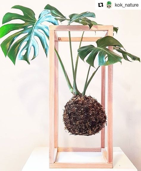 Kokedamas Ideas, Upside Down Plants, Orchid Centerpieces Wedding, Orchid Centerpieces, Succulent Garden Design, Plant Projects, Indoor Gardens, Plant Decor Indoor, Creative Gardening