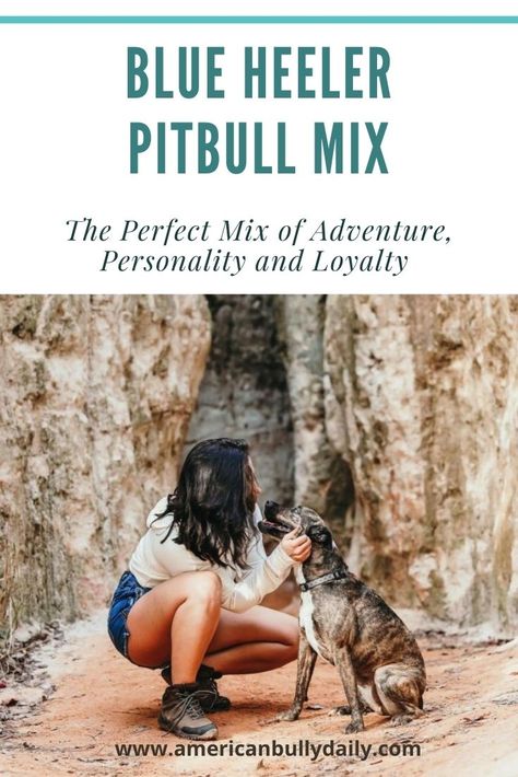 Are you looking for a unique dog breed that is loving and loyal? You might want to consider this cross between the Blue Heeler and Pitbull dogs. Pit Bull Mix Puppies, American Cattle Dog, Blue Healer, Pitbull Mix Puppies, Pitbull Dog Breed, Unique Dog Breeds, Pit Bull Mix, Pitbull Puppy, Family Dog