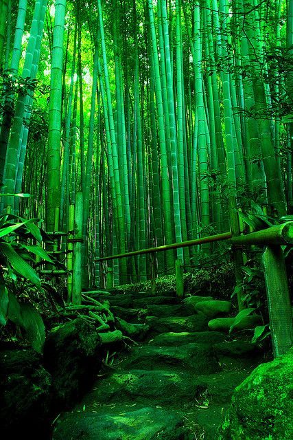 I'll never forget the sound of this bamboo forest as it rattled in the wind. Verde Neon, Green Tea Benefits, Bamboo Forest, Kamakura, Emerald City, Palawan, Green Aesthetic, Green Plants, Go Green