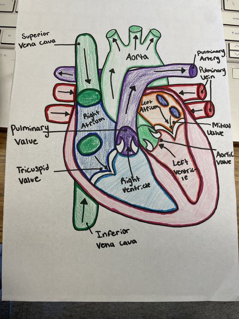 Respiratory System Drawing Easy, Drawing Of Human Heart, Heart Diagram Drawing, Respiratory System Drawing, Heart Anatomy Drawing, Handwriting Tutorial, Human Heart Diagram, Easy Heart Drawings, Anatomy Diagrams