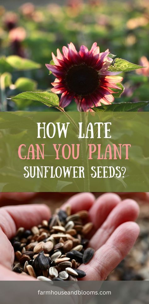 two pictures, one of sunflowers in the garden, and one of a handful of sunflower seeds How To Save Sunflower Seeds, Sunflower Planting Ideas Gardens, How To Harvest Sunflower Seeds To Plant, How To Save Sunflower Seeds For Planting, Saving Sunflower Seeds To Replant, Different Types Of Sunflowers, Planting Sunflowers In Ground, When To Plant Sunflower Seeds, Sunflower Growing Tips