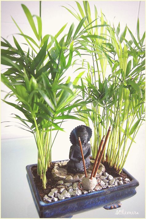 Indoor Zen Garden Ideas Living Rooms, Zen Plants Indoor, Mini Zen Garden Diy, Jardin Zen Miniature, Mini Jardin Zen, Tabletop Zen Garden, Bonsai Decor, Small Buddha Statue, Miniature Zen Garden