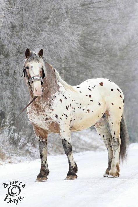 Norika Noriker Horse, Spotted Horse, Leopard Appaloosa, Horse Reference, Draft Horse, Big Horses, Appaloosa Horses, Majestic Horse, Horses And Dogs