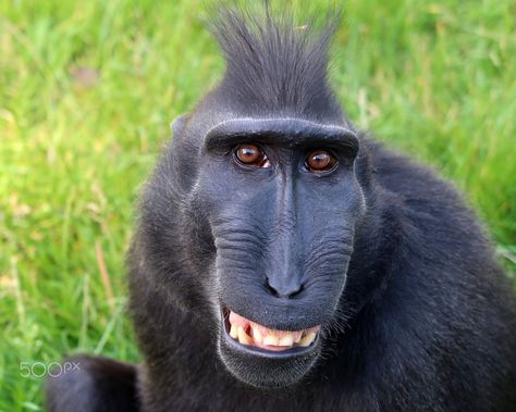 Celebes Crested Macaque - Celebes Crested Macaque Male Portrait Monkey Types, Creepy Creatures, Ugly Animals, Curious Creatures, Awesome Animals, Awesome Pictures, Unusual Animals, Monkeys Funny, Funny Birds