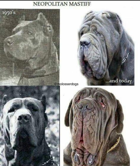 MolosserDogs on Instagram: “You guys be the Judge to this. I don’t need to say much about it.. #neapolitanmastiff #neopolitanmastiff #neomastiff #workingneo #molosser…” Neo Mastiff, Tiny Dog Breeds, Italian Mastiff, Neapolitan Mastiff, Neapolitan Mastiffs, Giant Dog Breeds, Unique Dog Breeds, Pitbull Art, Cool Dog Houses