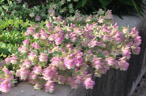 Oregano Plant Care, Ornamental Oregano, Oregano Plant, Hillside Landscaping, Starter Plants, Annual Flowers, Drought Tolerant Plants, Perennial Garden, Foliage Plants