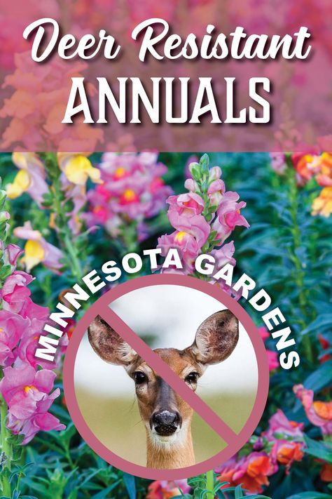 Deer Resistant Annual Flowers, Deer Resistant Annuals, Gardening Knowledge, Minnesota Garden, Creek Garden, Shade Annuals, Deer Resistant Flowers, Deer Repellant, Deer Resistant Perennials