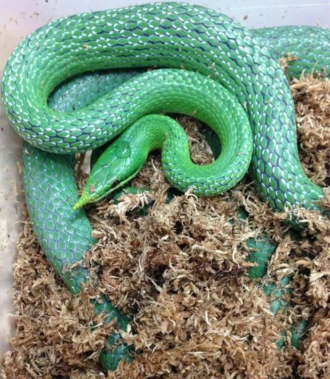 Rhino rat snake Rhino Rat Snake, Black Rat Snake, Rattle Snake, Rattlesnake Taxidermy, Snake Images, Spiders And Snakes, Rat Snake, Axanthic Ball Pythons, Colorful Snakes