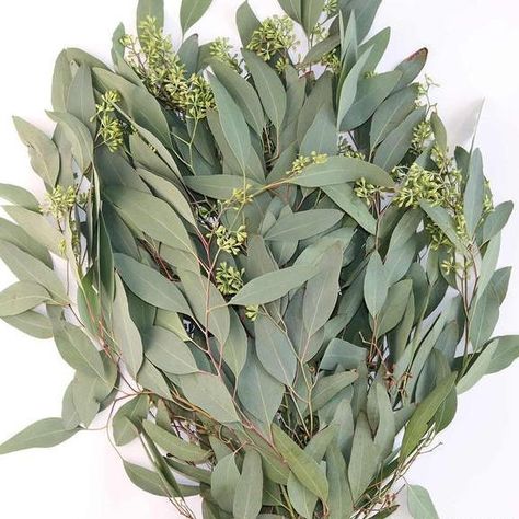 Flowers For Bridal Shower, Eucalyptus Willow, Willow Eucalyptus, Fresh Eucalyptus, Floral Arranging, Dried Eucalyptus, Silver Dollar Eucalyptus, Seeded Eucalyptus, Diy Bridal