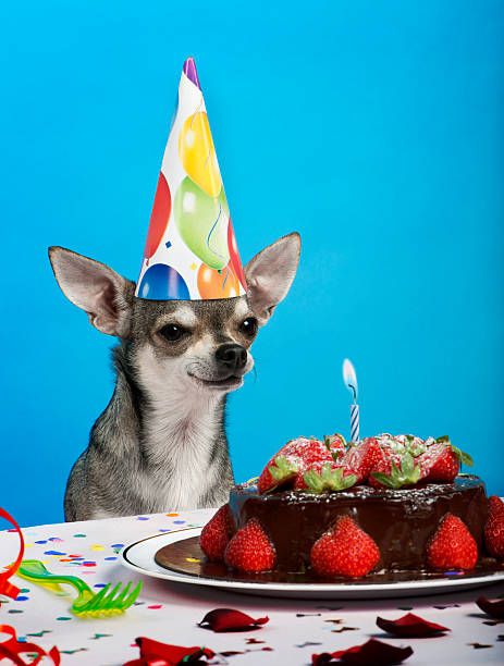 Chihuahua Happy Birthday | Happy Birthday Chihuahua Pictures, Images and Stock Photos ... Happy Birthday Chihuahua, How To Cake, Black Chihuahua, Teacup Chihuahua Puppies, Funny Happy Birthday Wishes, Birthday Signs, Happy Birthday Dog, Adult Birthday Cakes, Cake Decorating Ideas