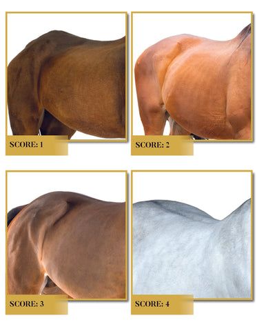 How to Build Your Horse's Topline Muscles – Tribute Equine Nutrition Horse Knowledge, Small Horse Barns, Horse Nutrition, Horse Training Exercises, Equine Care, Equine Nutrition, Healthy Horses, Horse Lessons, Dairy Cattle