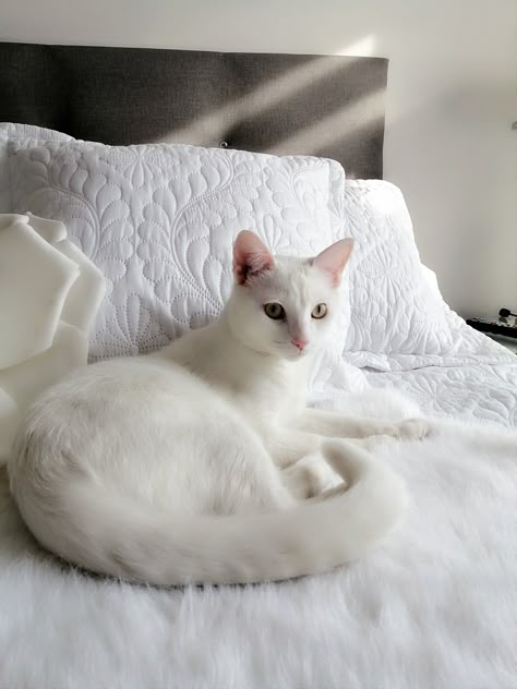 White Cat Shorthair, White Shorthair Cat, White Cat Aesthetic, Happy And Content, Cats White, Cat Obsession, Cat Hacks, Russian Blue Cat, White Kittens