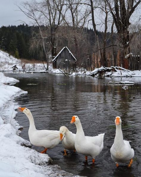 Snow Landscape Photography, Beautiful Winter Pictures, Nature Tourism, Wild Animals Photos, Cute Ducklings, Farm Lifestyle, Landscape Model, Winter Painting, House Portraits