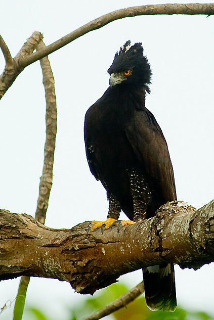 Black hawk-eagle (Spizaetus tyrannus) Hawk Eagle, Raptors Bird, Charcoal Drawings, Black Hawk, Charcoal Art, Owl Bird, Big Bird, Alam Yang Indah, Birds Of Prey