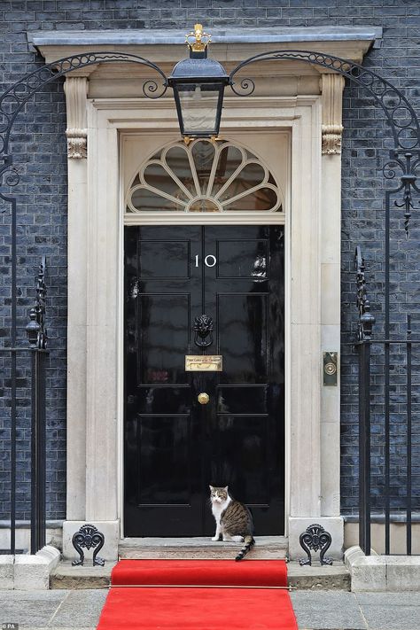 Larry The Cat, Black Limousine, 10 Downing Street, Street Cat, Sleepy Girl, Downing Street, Cat Basket, Take Shelter, Curious Cat