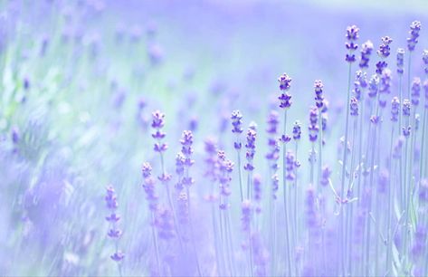 #bokeh #flower @kayokiss9i Bridgerton Background, Lilac Landscape, Pallet Color, Light Purple Flowers, Background Flower, Laptop Backgrounds, Mac Wallpaper, Bts Wallpaper Lyrics, Purple Themes