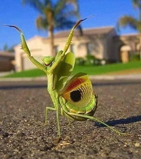 Insect Tattoo, Cool Bugs, Photo Caption, Praying Mantis, Creepy Crawlies, Arte Inspo, Bugs And Insects, Wildlife Art, Walking In Nature