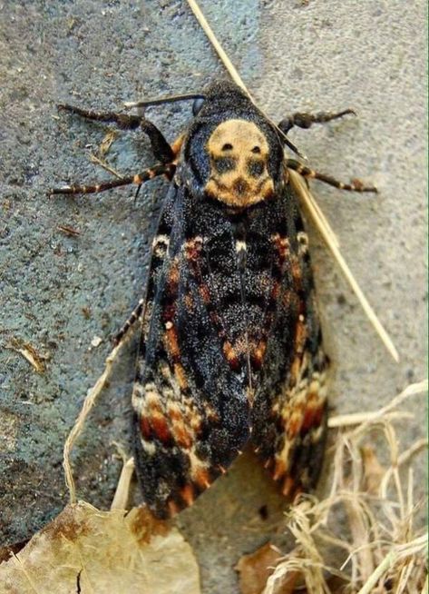 Daily Afternoon Randomness https://pixprism.org/humor/daily-afternoon-randomness-3-5463 Check more at https://pixprism.org/humor/daily-afternoon-randomness-3-5463 Cute Moth, Deaths Head, Skull Moth, Cool Insects, Deaths Head Moth, Moth Caterpillar, Moth Art, Cool Bugs, Hawk Moth