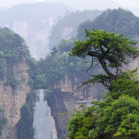 Tianzi Mountain (天子山) is located in Zhangjiajie in the Hunan Province of China, close to the Suoxi Valley in South Central China.[1] It is named after the farmer Xiang Dakun of the Tujia ethnic group, who led a successful local farmers' revolt and called himself "Tianzi", meaning son of Heaven and is the traditional epithet of the Chinese emperor. These giant, pillar-like mountains have a peak of 1,212 m (3,976 ft)...
#China #Tianzi Tianzi Mountains, Mountain China, Chinese Mountains, Holiday China, Chinese Emperor, Explore China, Cheapest Flights, Zhangjiajie, Visit China