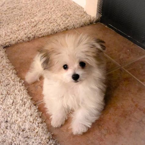 Find out all about the most popular Pomeranian mix dogs and which one might be the perfect fit for your lifestyle. Pomeranian Mix Puppies, Maltese Yorkie Mix, Travel Snap, Lady Boys, Maltese Breed, Corgi Breeds, Pet Store Ideas, Boy Puppy, Husky Breeds