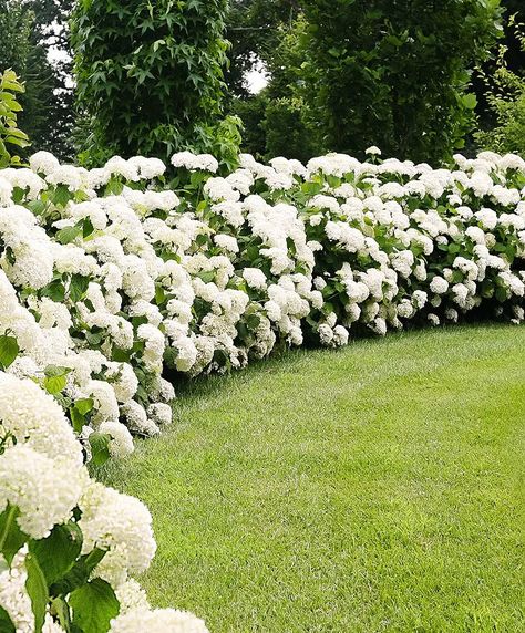 How to Plant an Evening Garden - HubPages Hydrangea Landscaping, Exquisite Gardens, Backyard Garden Landscape, Hydrangea Garden, Hydrangea Macrophylla, Garden Shrubs, Hardy Plants, White Gardens, Gorgeous Gardens