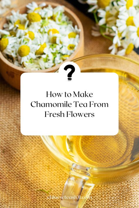 Discover the art of making chamomile tea from your garden! This pin guides you through each step of using fresh chamomile flowers for a truly aromatic and soothing cup of tea. Learn how to harvest, prepare, and brew with fresh ingredients for an unmatched taste. #HomemadeChamomileTea #GardenToCup #NaturalBrewing #TeaTimeFavorites #Chamomile #Tea. Click to explore the full recipe and tips for the perfect cup! 🌱✨ Homemade Chamomile Tea, How To Make Chamomile Tea From Plant, Fresh Camomile Tea, How To Make Chamomile Tea, Chamomile Recipes, Chamomile Tea Recipe, Start Garden, Harvest Ideas, Flower Recipes