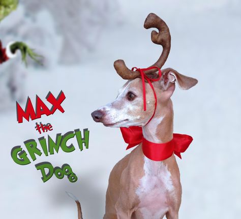 Max the Grinch Dog head antler for Christmas pets, dog or cat! Deadline for Halloween is 10/25 by Olipra on Etsy https://www.etsy.com/listing/171978757/max-the-grinch-dog-head-antler-for Max The Grinch Dog, Max The Grinch, Max From The Grinch, Grinch Dog, The Grinch Dog, Grinch Costumes, Funny Stocking Stuffers, Christmas Pets, Dog Antlers