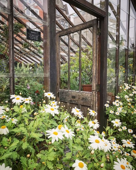 Chelsea Physic Garden, Physic Garden, Greenhouses, Natural Forms, Garden Room, Garden Arch, In London, Chelsea, Outdoor Structures