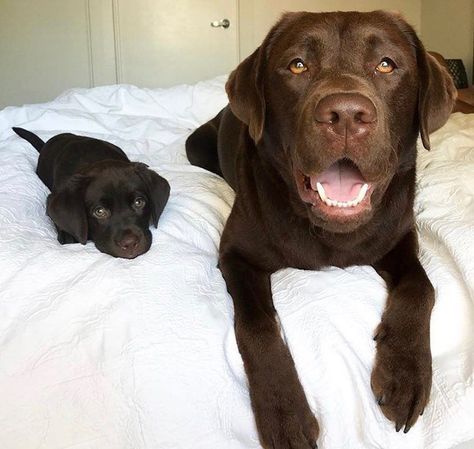 Chocolate Labrador Retriever, Labrador Retriever Puppies, Chocolate Labrador, Lab Puppies, Labrador Puppy, Cute Dogs And Puppies, Cute Creatures, Baby Dogs, Cute Little Animals