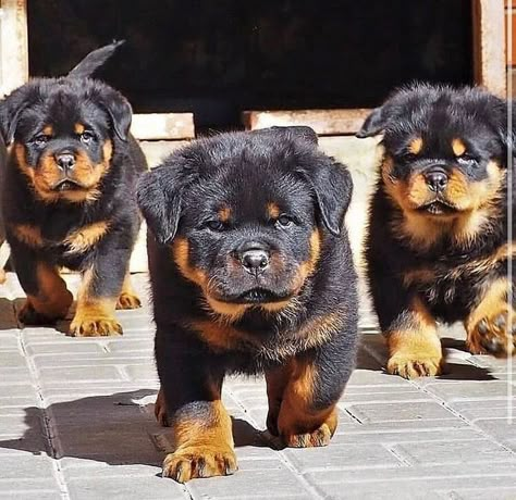 Rottweiler Dog Puppy, Black Rottweiler, German Rottweiler Puppies, Cute Rottweiler, Rottweiler Puppies For Sale, German Rottweiler, Rottweiler Love, Rottweiler Mix, Rottweiler Lovers