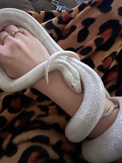 White Snakes Aesthetic, White Snake Red Eyes, White Snake Pet, Albino Python Snake, Cute Snakes Aesthetic, Albino Snake Aesthetic, Snake Asthetic Picture, Pet Snakes Aesthetic, Nagini Aesthetic