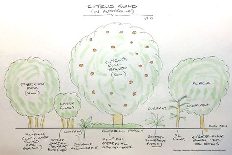 A permaculture citrus guild (in Australia) « Lewisham House and Farm Citrus Tree Guild, Citrus Guild, Tree Guild, Growing Citrus, Planting A Tree, Reap What You Sow, Lime Tree, Permaculture Design, Food Forest