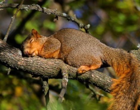 sleeping squirrel :) Never seen one sleep before.  A group of squirrels is called a "scurry".  Didn't know that either! Squirrel Pictures, Sleeping Animals, Cute Squirrel, A Squirrel, Baby Squirrel, Little Critter, Hamsters, Woodland Creatures, Chipmunks