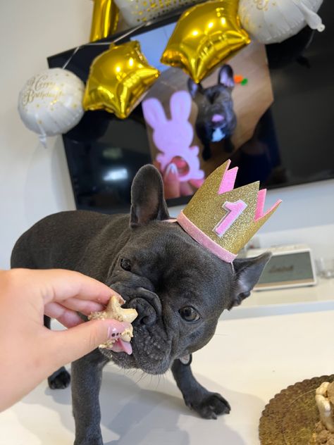 French bulldog puppy wearing a crown birthday hat with the number 1 drawn on it while eating her homemade birthday cake celebrating her first birthday Celebrating Birthday, Her First Birthday, Melting Moments, Crown Birthday, Birthday Today, Dog Birthday Party, Fun Birthday Party, Happy Tails, Birthday Hat