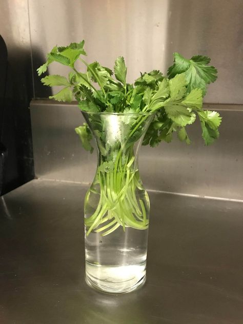 How To Grow Fresh And Flavorful Coriander In Water At Home - 60 Corriander Plant, How To Grow Coriander, Grow Cilantro Indoors, Growing Coriander, Grow Cilantro, Drinking Olive Oil, How To Propagate Lavender, Lemongrass Plant, Growing Cilantro