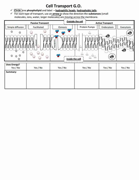 Transport In Cells Worksheet Awesome Graphic organizer for Cell Transport Systems by Learning – Chessmuseum Template Library Teaching Cells, Passive Transport, Biology Ideas, Biology Activity, Cell Transport, Cell Theory, Science Cells, Cells Worksheet, Biology Worksheet