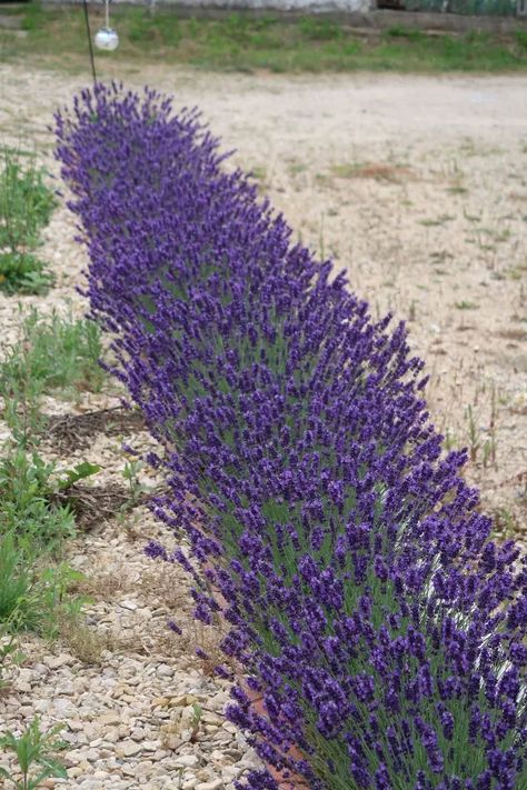 How to plant a lavender hedge | Hometalk Front Garden Landscaping, Flower Hedge, Lavender Hedge, Lavender Bedding, River Rock Garden, Lawn Landscape, Landscape Rock, Growing Lavender, Front Yard Garden Design