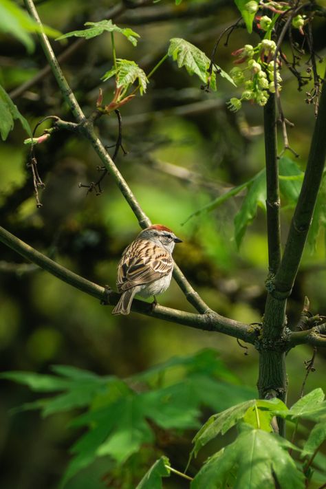 A chipping sparrow is perched on a branch in a big leaf maple tree, surrounded b greenery. Birds On Tree Photography, Chipping Sparrow, Bird On Tree Branch, Greenery Photography, Kale Plant, Wild Birds Photography, Landscape Reference, Gratitude Practice, Bird On A Branch