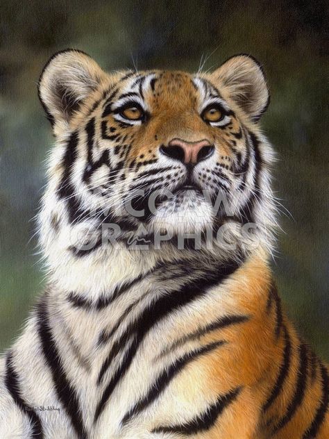 Aa Amur Tiger, Regnul Animal, Tiger Painting, Tiger Pictures, Exotic Cats, Majestic Animals, Cat Family, A Tiger, Large Cats